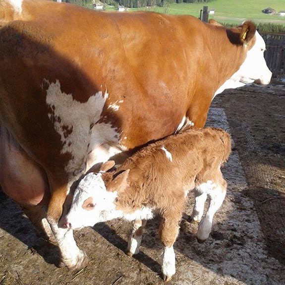 La mucca con il vitello