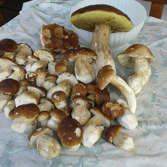 Funghi