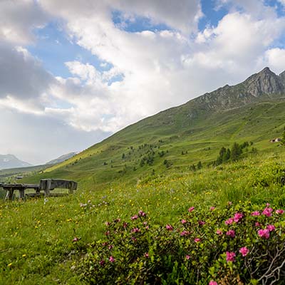 Alpine roses