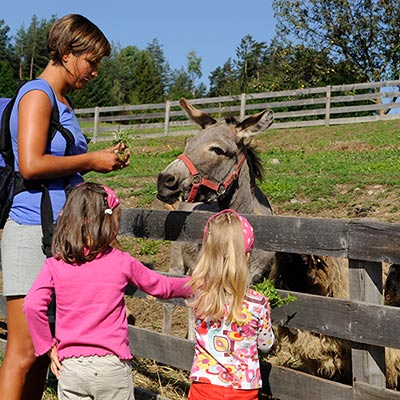 Donkey and children