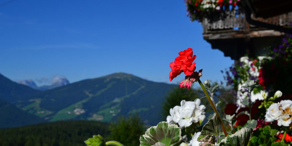 Blumen im Sommer