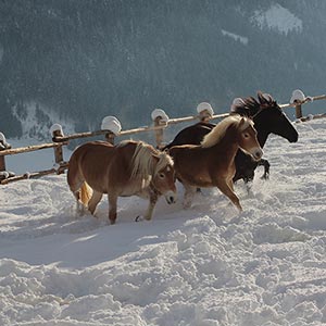 Pferde im Schnee