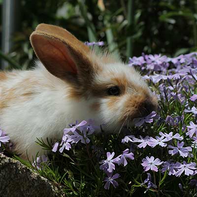 Rabbit at the Sunranch