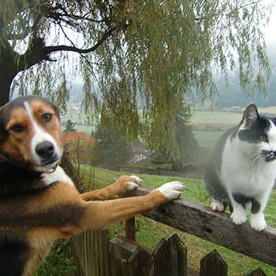 Hund Luna und Katze Garfild