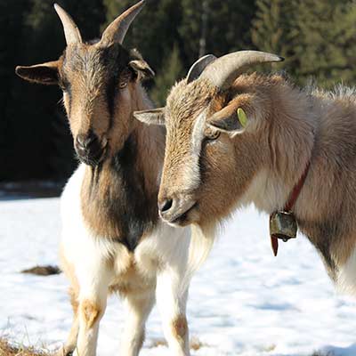 Ziegen Flipp und Willy