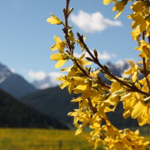 Spring flowers