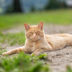 cats at the farm