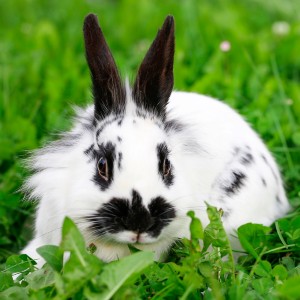 bunny from the Ronacherhof