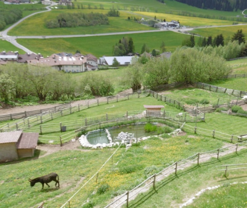 Die Tiere warten auf Dich